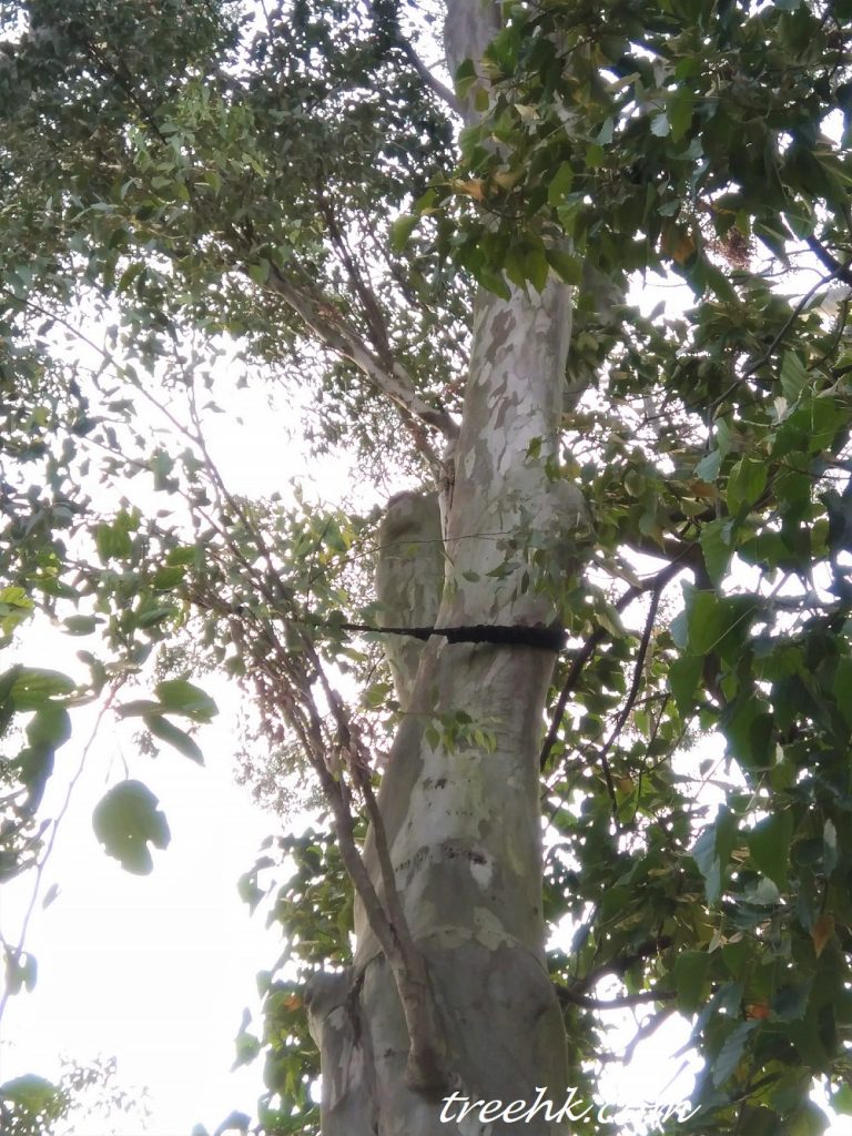 鈍蓋赤桉做了COBRA,穩住兩枝樹幹 鈍蓋赤桉做了COBRA,穩住兩枝樹幹