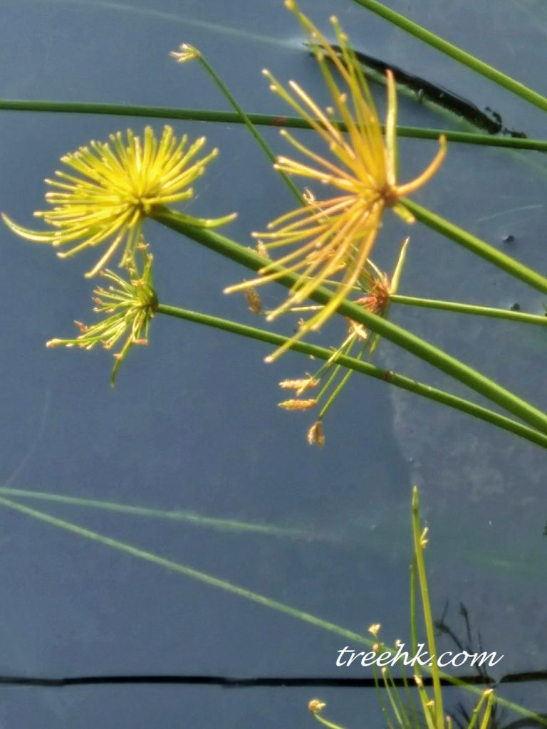風車草 Cyperus involucratus 風車草 Cyperus involucratus