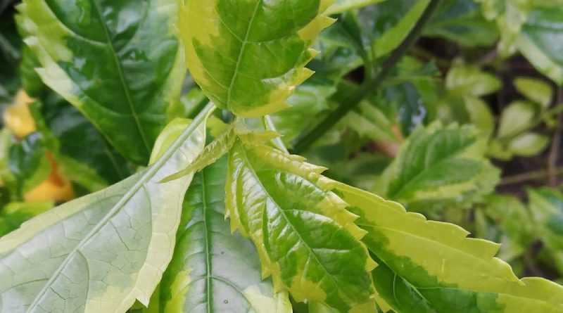 Duranta erecta Marginata 金邊假連翹
