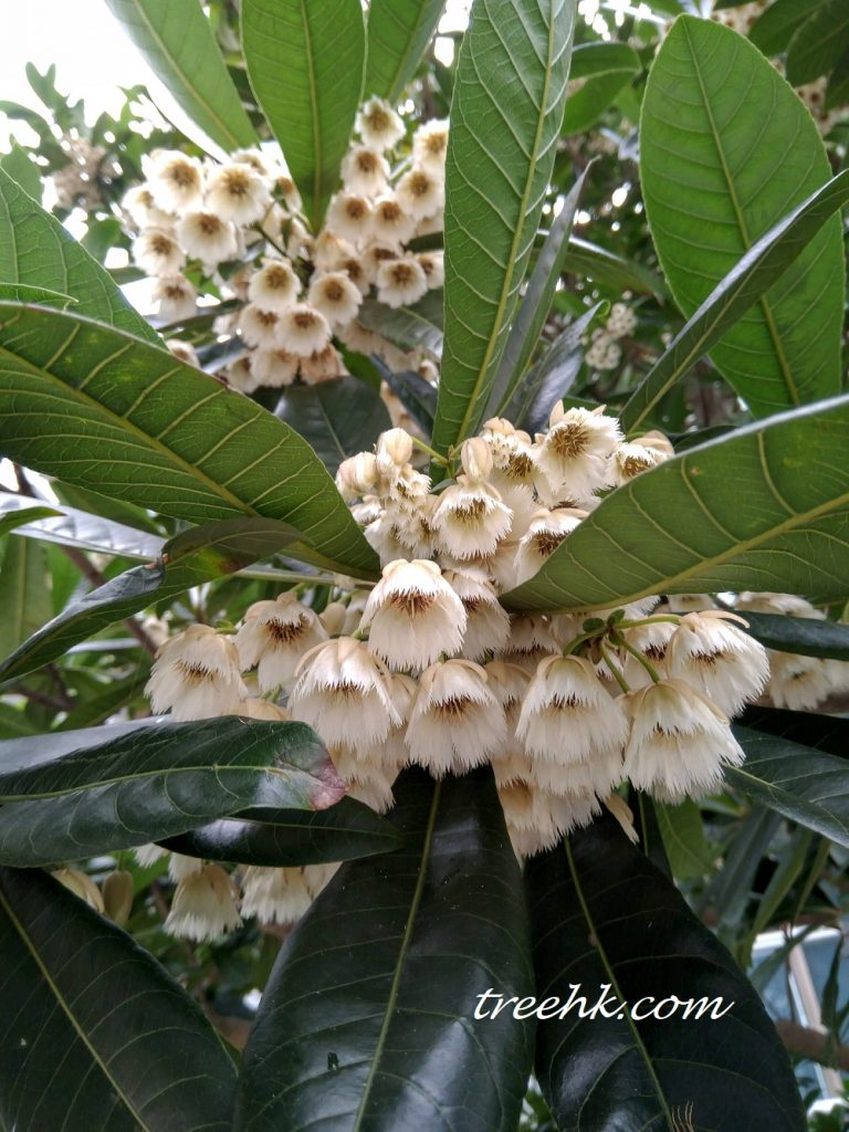 杜英花盛開 杜英花盛開