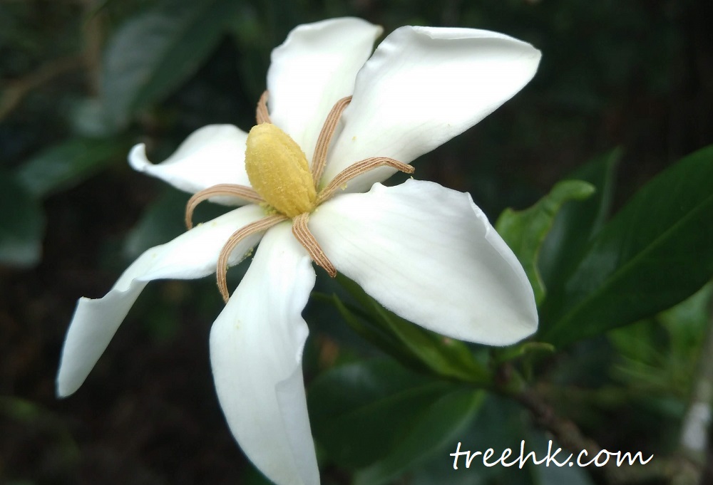 梔子 Gardenia jasminoides 花期 3-7月 梔子 Gardenia jasminoides 花期 3-7月