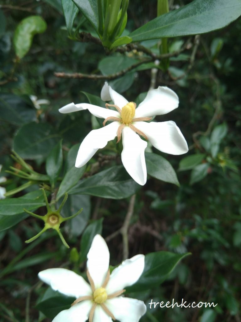 梔子花單朵頂生 梔子花單朵頂生