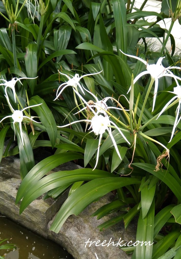 水鬼蕉 Hymenocallis littoralis,又名美洲蜘蛛蘭。 水鬼蕉 Hymenocallis littoralis,又名美洲蜘蛛蘭。