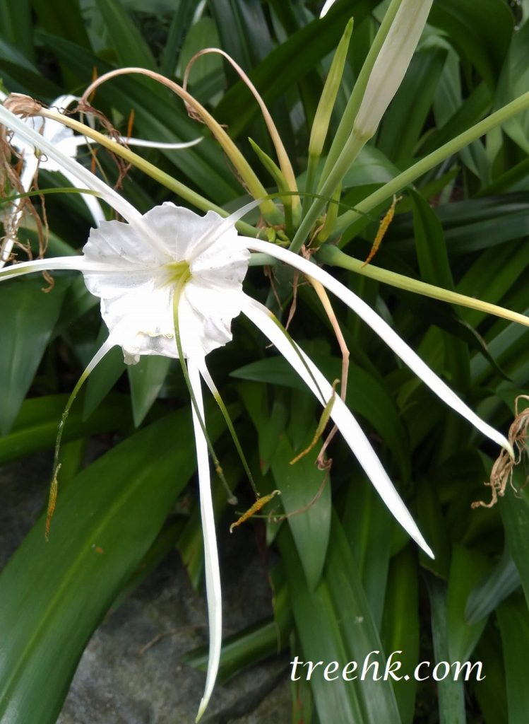 水鬼蕉為多年生鱗莖草本植物 水鬼蕉為多年生鱗莖草本植物