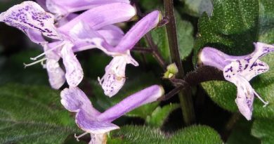 中文別名： 夢幻紫、夢幻草、夢幻花、夢娜薰衣草、夢娜紫、紫香茶菜、紫盾花