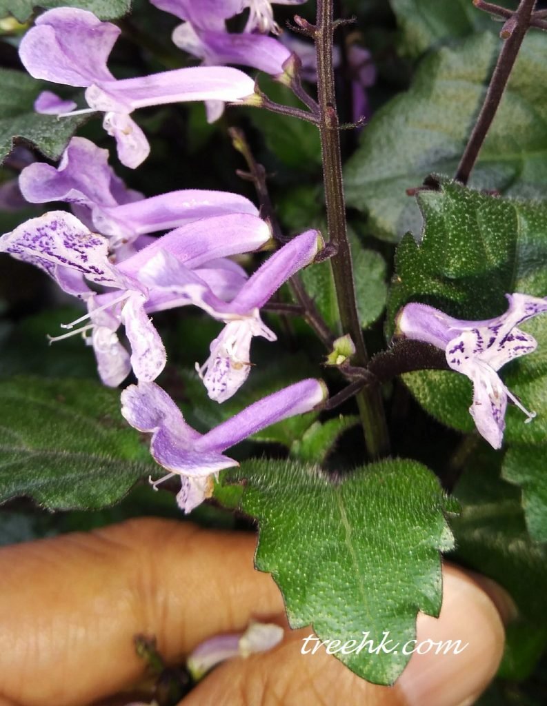 中文別名： 夢幻紫、夢幻草、夢幻花、夢娜薰衣草、夢娜紫、紫香茶菜、紫盾花