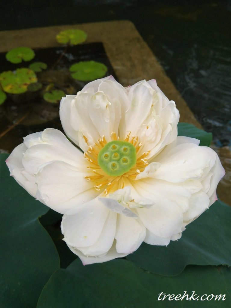 荷花 荷花