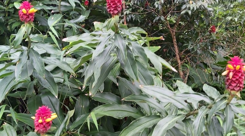 多年生草本植物閉鞘薑