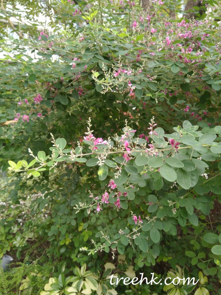 美麗胡枝子夏季開紫紅色小花 美麗胡枝子夏季開紫紅色小花