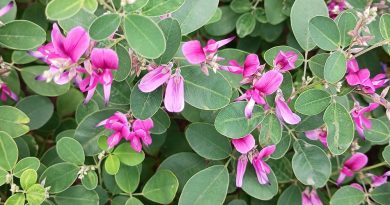 一般美麗胡枝子於秋季開花