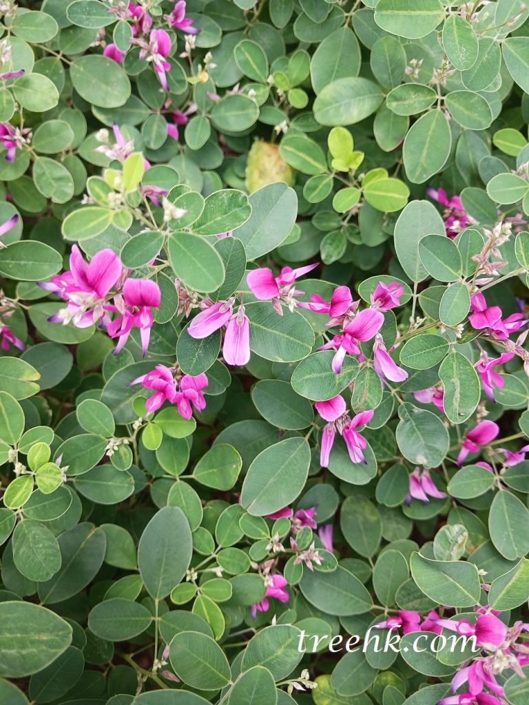 一般美麗胡枝子於秋季開花 一般美麗胡枝子於秋季開花
