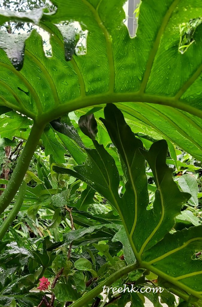 philodendron gloriosum zebra pink back Philodendron Gloriosum 'Zebra'  Rare, Stunning, Tropical Foliage
