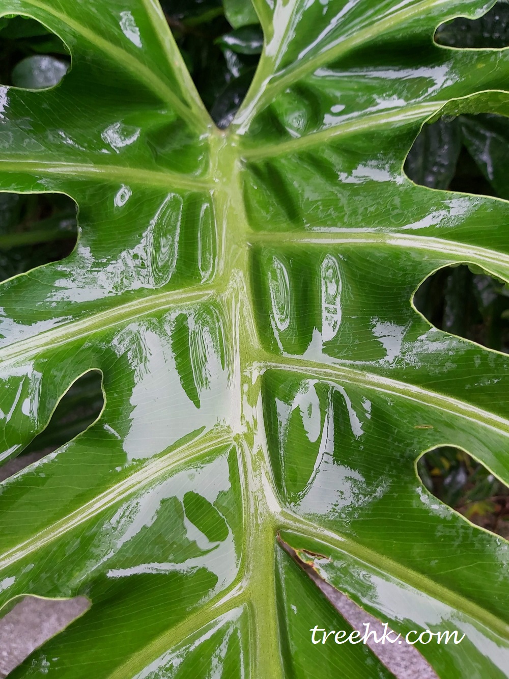 Philodendron selloum var. lundii - Green Touch