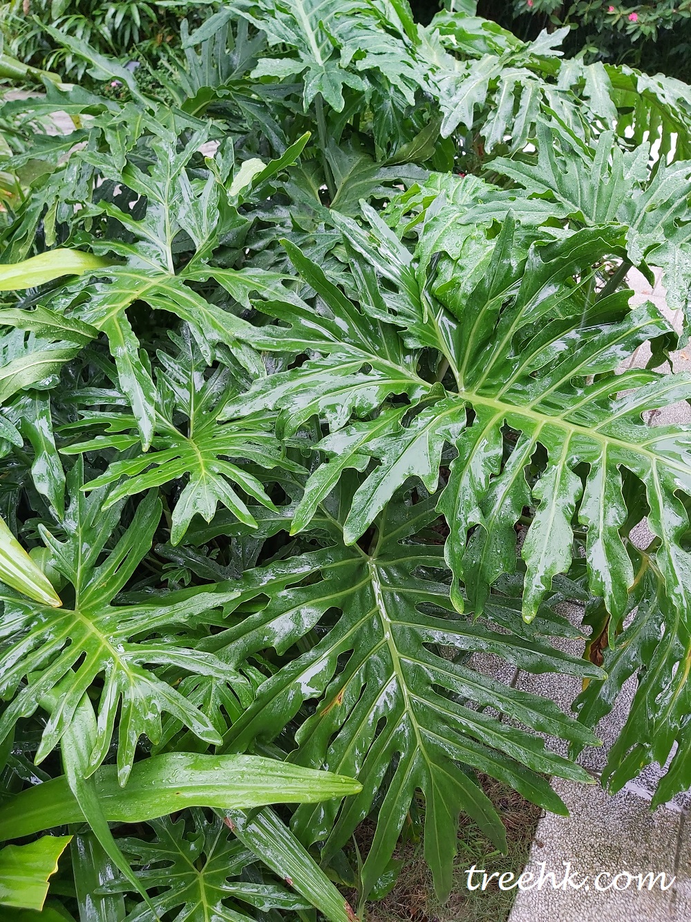 plant sensor Plant & Flower Smart Sensors