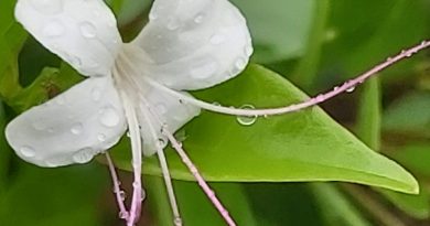 假茉莉花絲紫紅色，細長，與花柱同伸出花冠
