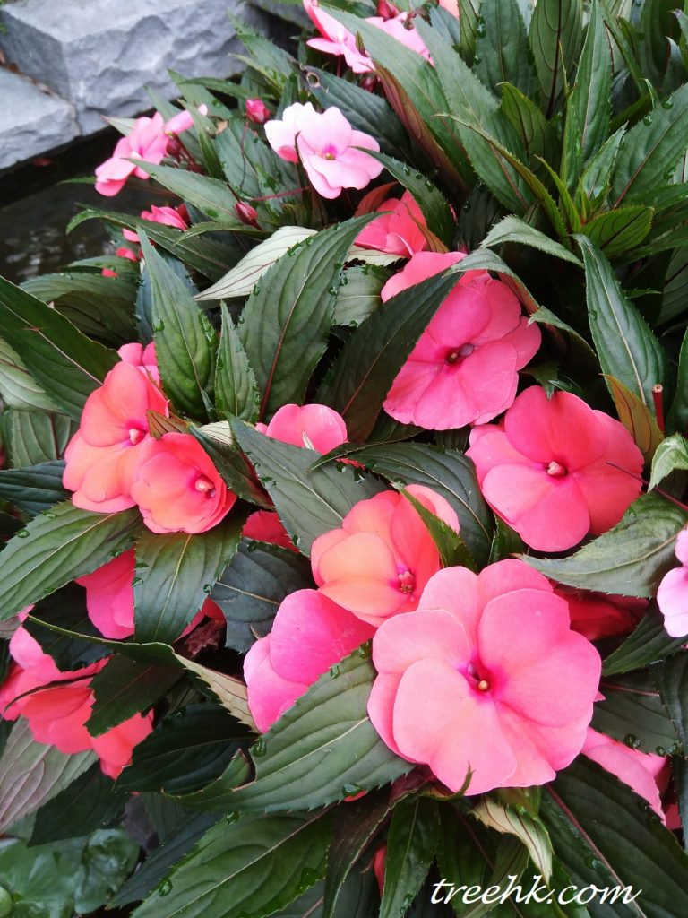新畿內亞鳳仙學名:Impatiens hawkeri