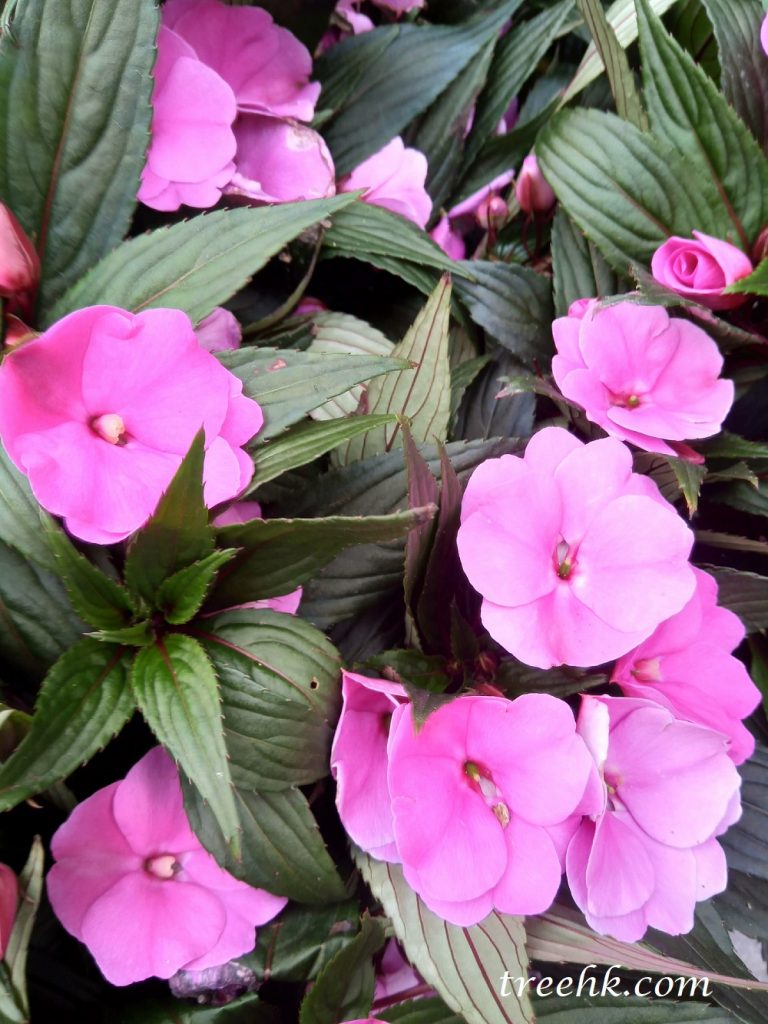 新畿內亞鳳仙多年生常綠草本植物