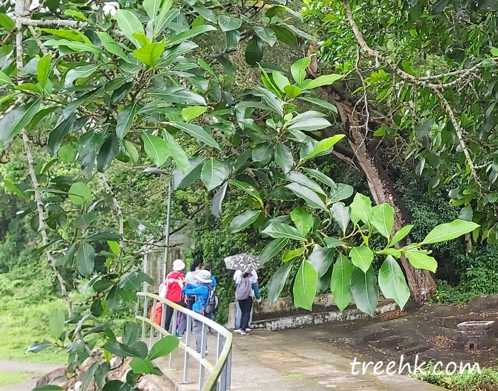 斜葉榕英文名稱: Humped Fig tree 斜葉榕英文名稱: Humped Fig tree