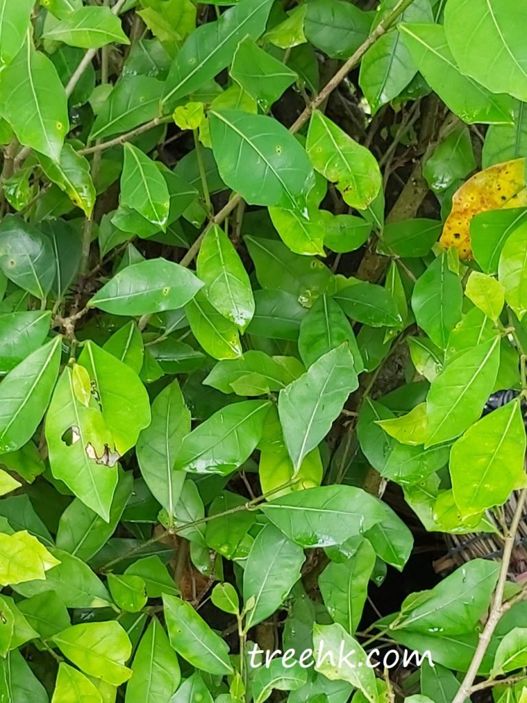 斜葉榕葉片形狀有些偏向菱形