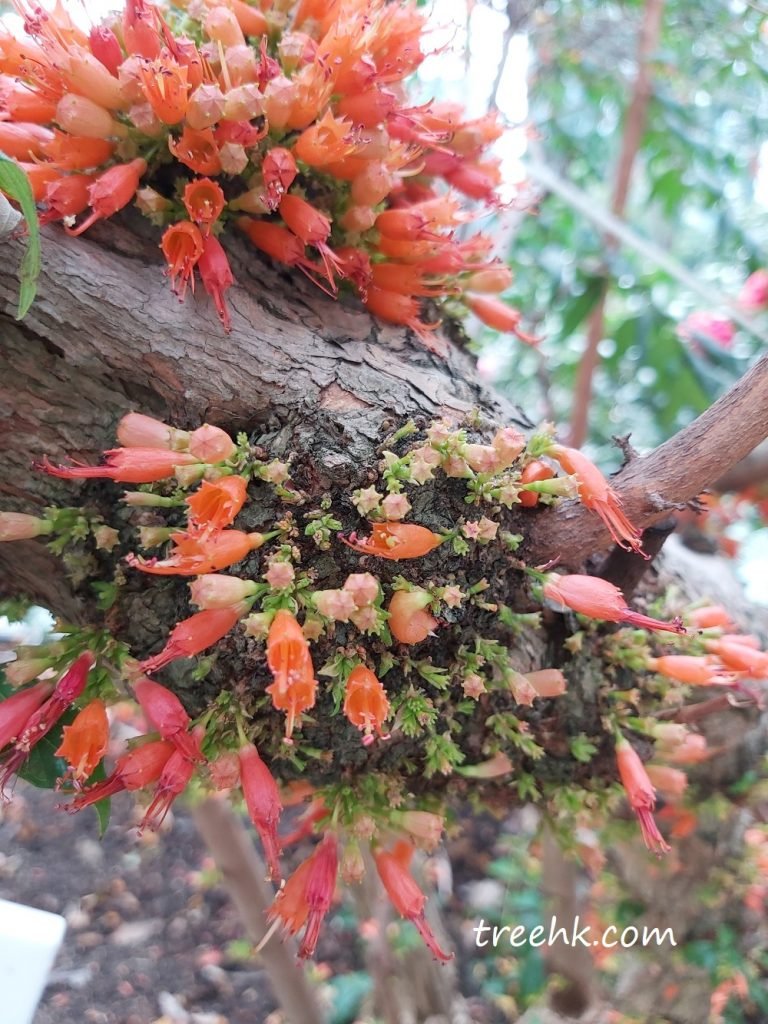 花多成簇，最多17個。個別花大而橙紅色
