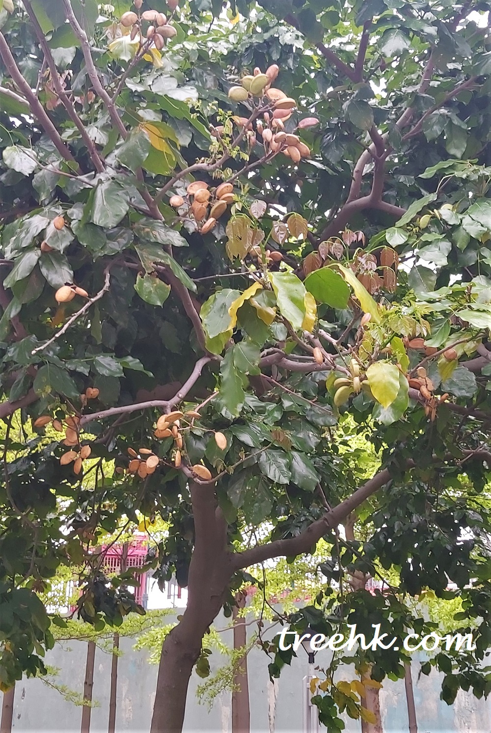水黃皮三月和四月莢果 水黃皮三月和四月莢果