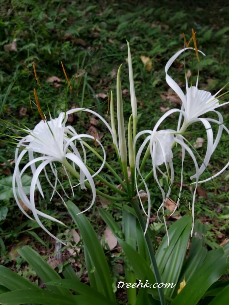 水鬼蕉 濕潤環境皆宜種植