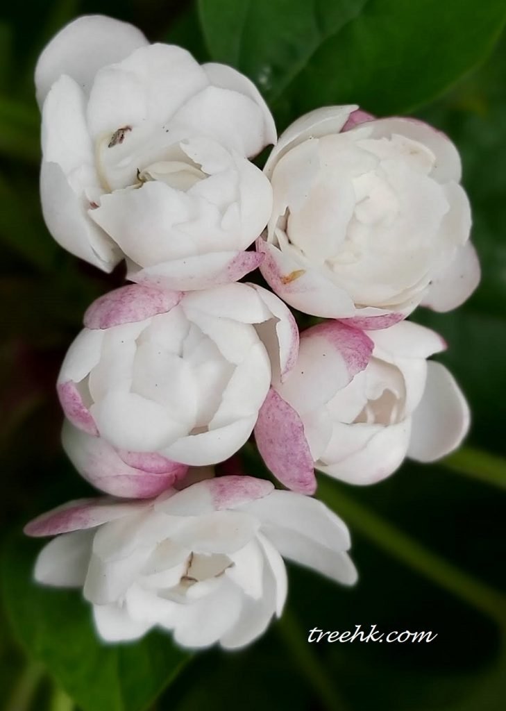 臭茉莉花多朵密集聚生成球狀