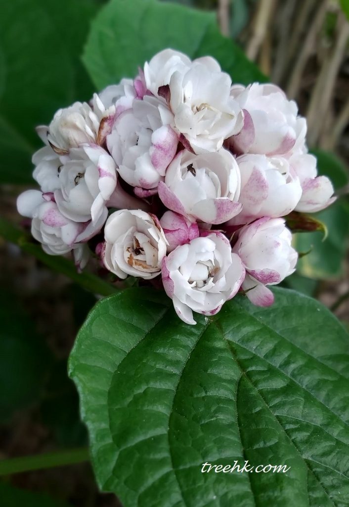 臭茉莉花可供觀賞及藥用 臭茉莉花可供觀賞及藥用