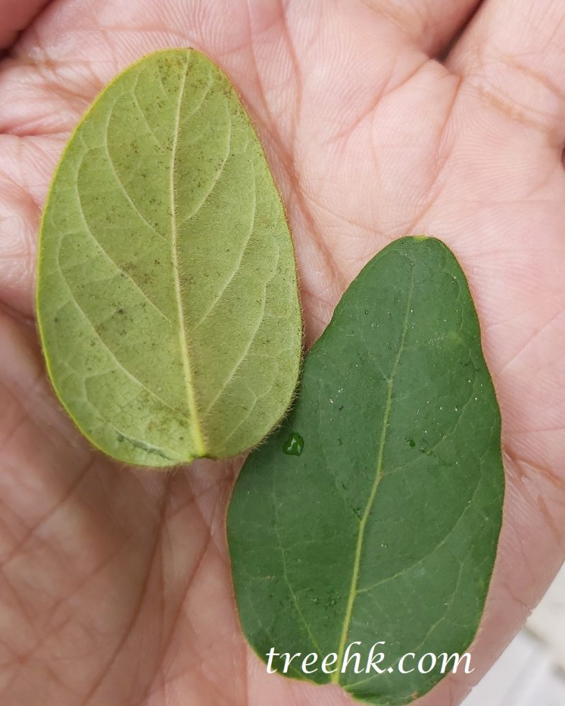金銀花葉片上下披有細毛 金銀花葉片上下披有細毛