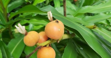 山薑果實