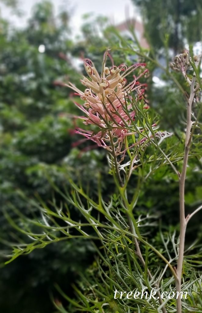 紅花銀鏵又名崑士蘭銀鏵 紅花銀鏵又名崑士蘭銀鏵