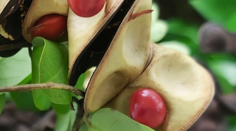 海紅豆莢果盤旋形，狹長圓形