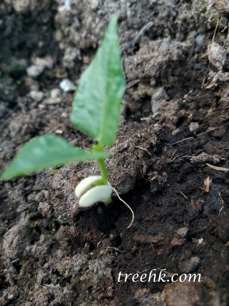 白豆角豆莢小苗生長快速 白豆角豆莢小苗生長快速