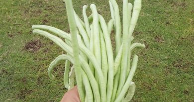 收成白豆角