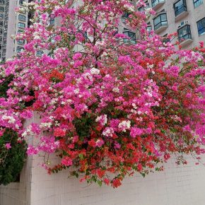 葉子花 (簕杜鵑 Bougainvillea spectabilis)