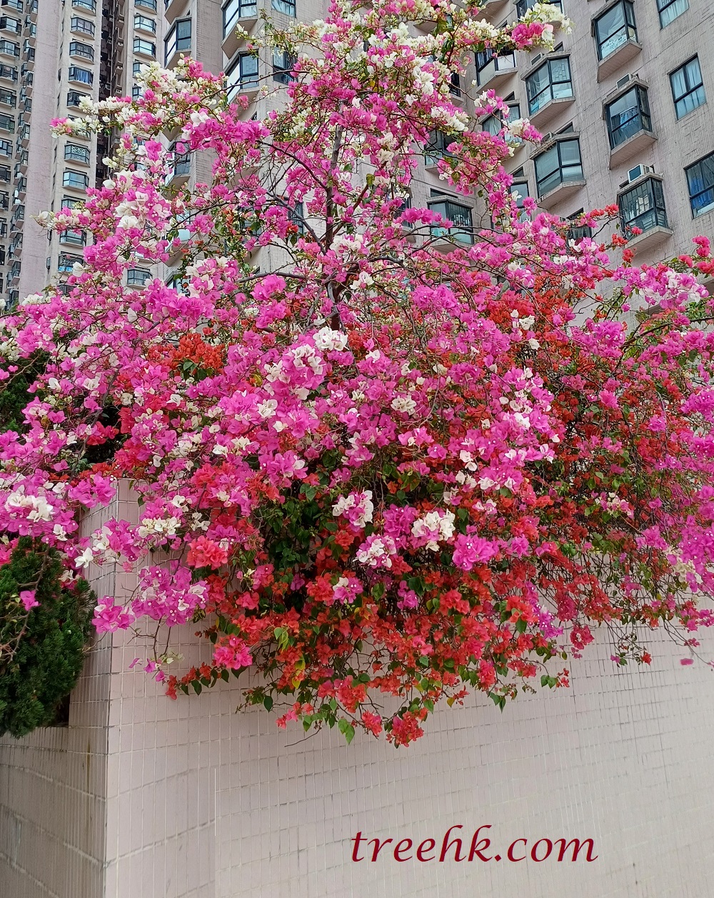 葉子花有很多顏色 葉子花有很多顏色