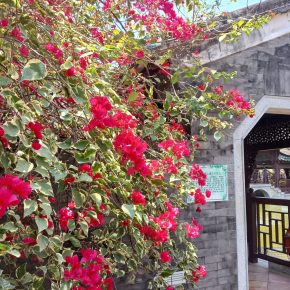 紅嘴藍鵲喜歡以葉子花, 或榕樹作巢 (簕杜鵑 Bougainvillea spectabilis)