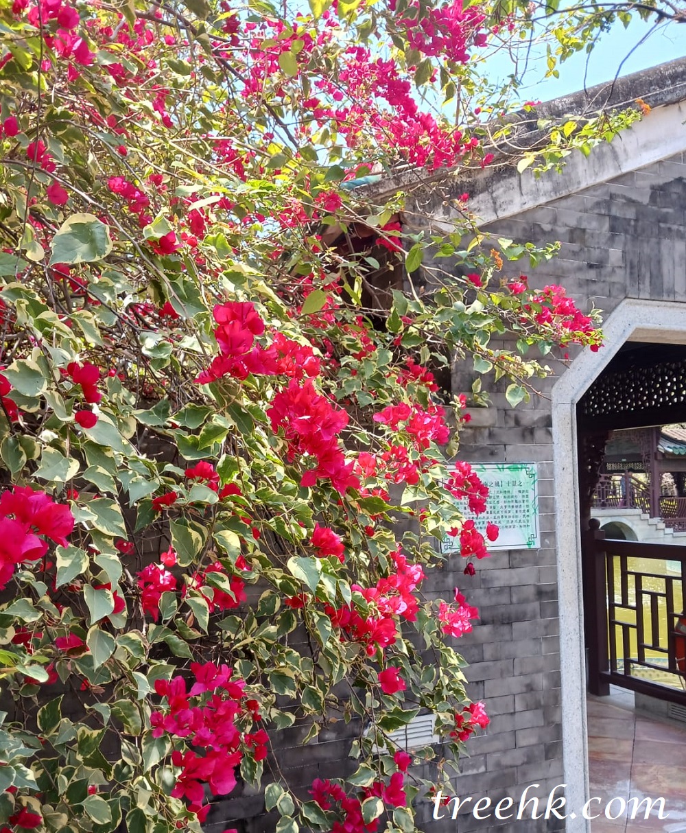 紅嘴藍鵲喜歡以葉子花, 或榕樹作巢 紅嘴藍鵲喜歡以葉子花, 或榕樹作巢