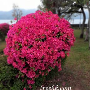 藤本或灌木三角梅、簕杜鵑、毛寶巾、南美紫茉莉 (簕杜鵑 Bougainvillea spectabilis)
