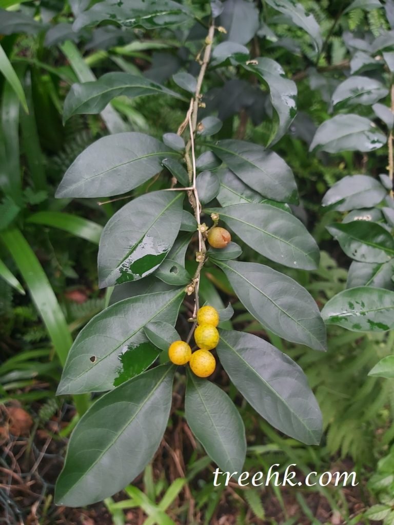 黃果龍葵球形漿果