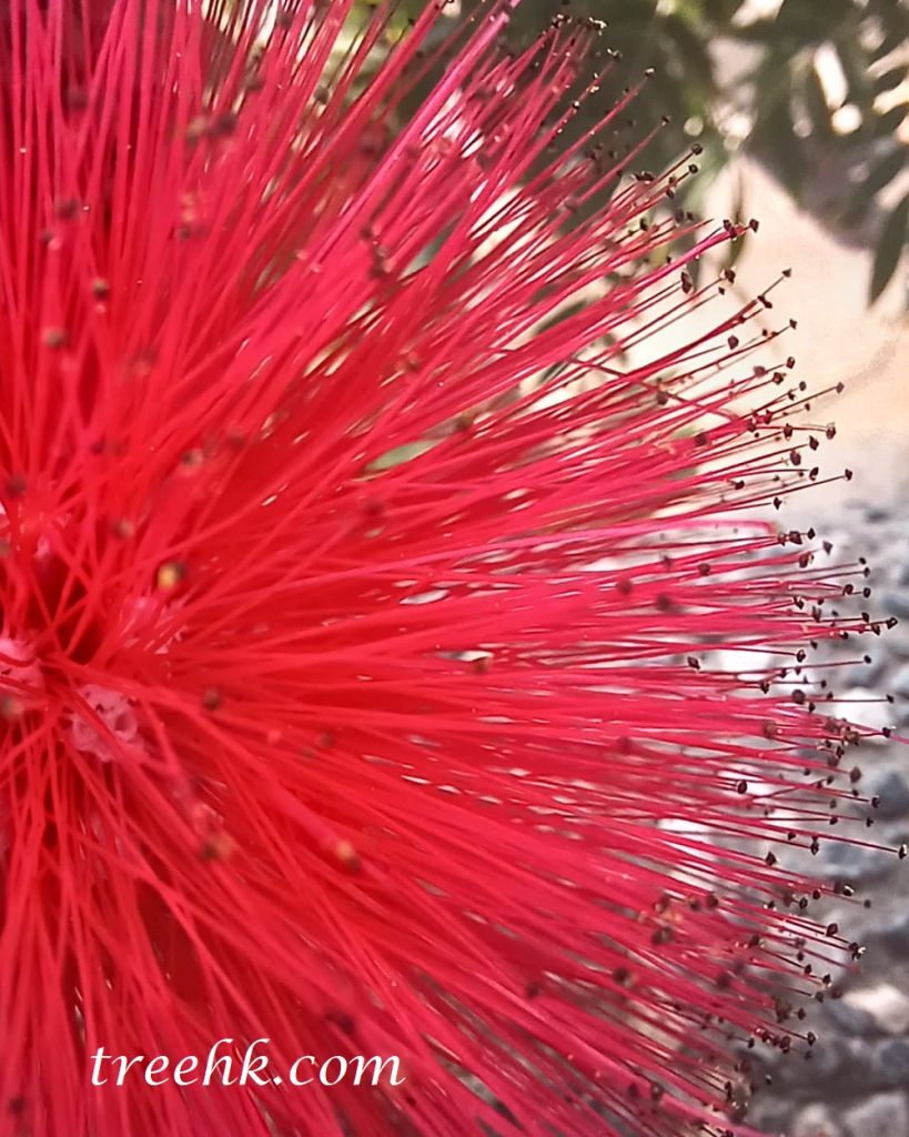 紅戎球雄蕊花絲花葯 紅戎球雄蕊