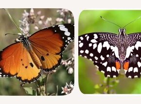 butterflies (蒜香藤 Mansoa alliacea) butterflies (蒜香藤 Mansoa alliacea)