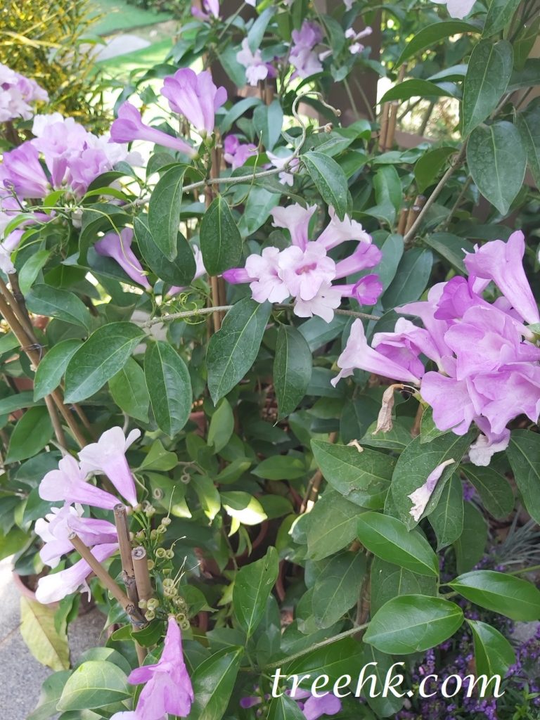 蒜香藤二出複葉對生, 代表互相思念。 蒜香藤二出複葉對生, 代表互相思念。