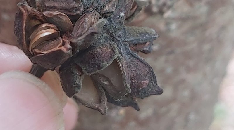 吊鍾王木質果皮
