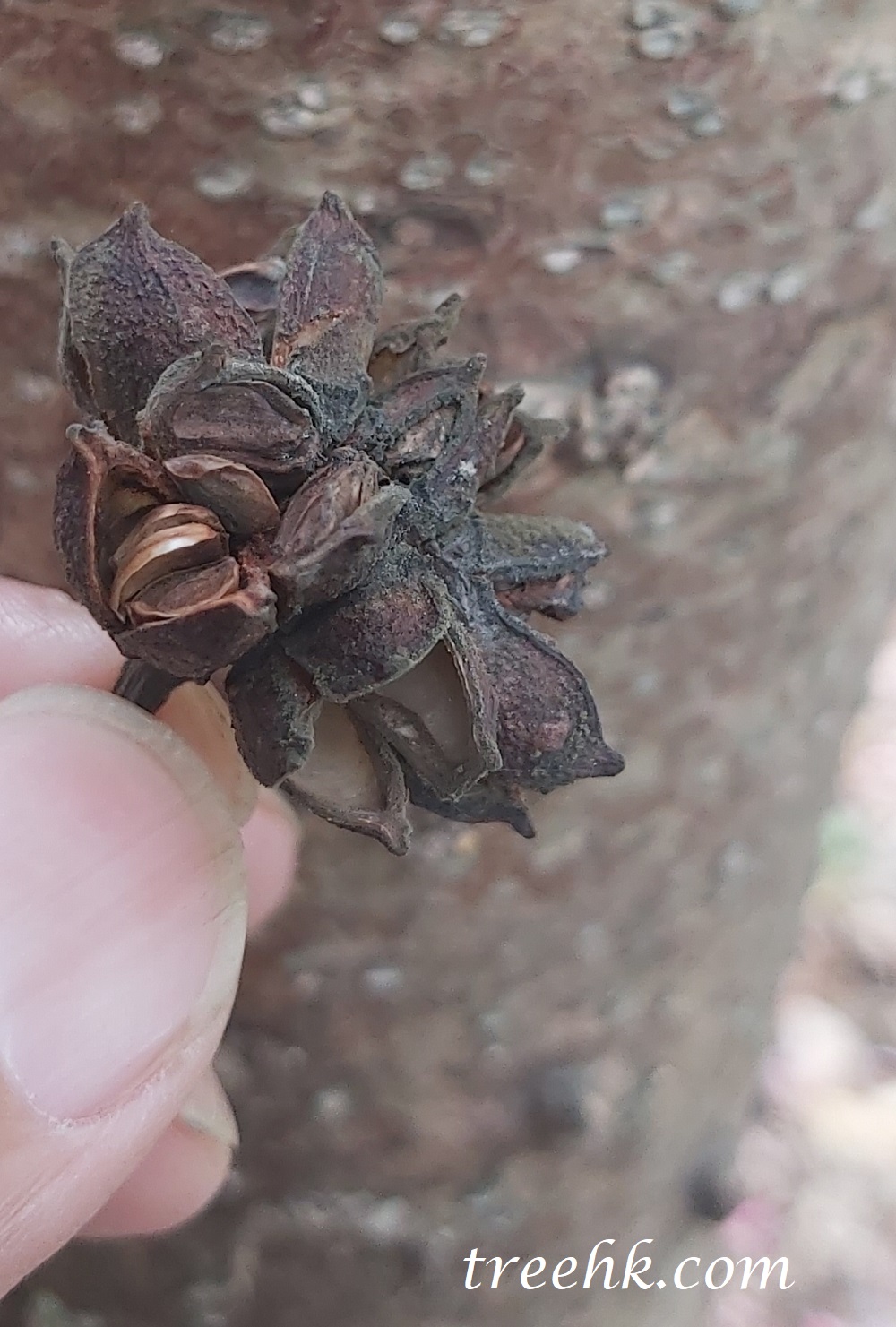 吊鍾王木質果皮 吊鍾王木質果皮