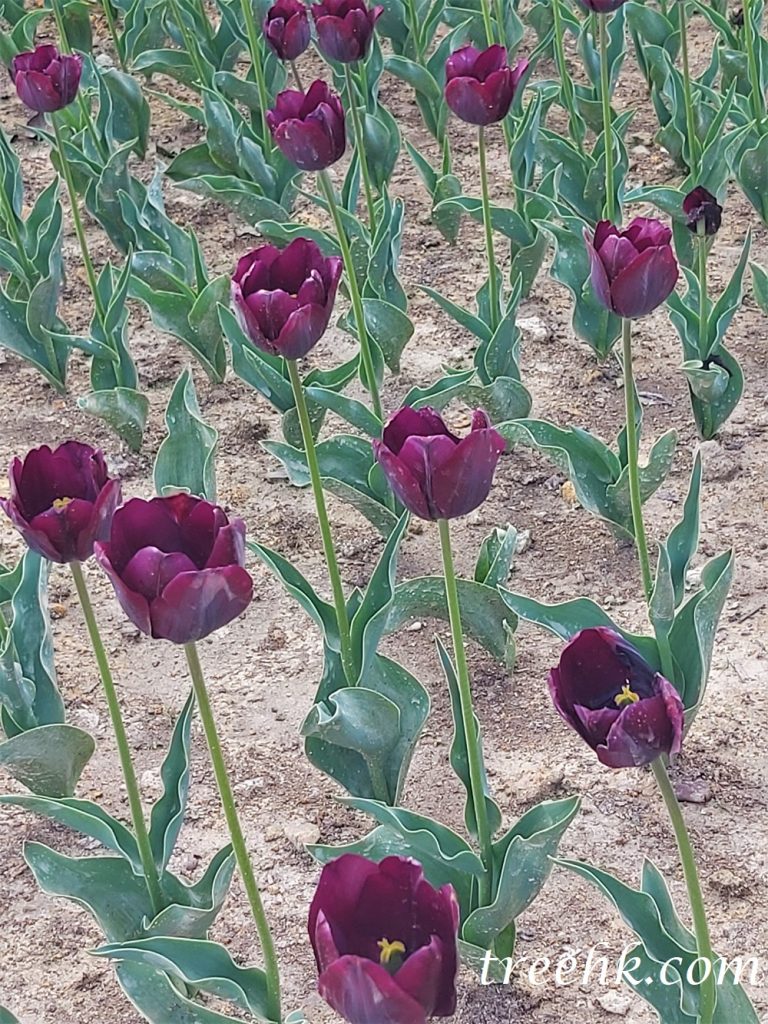 紫鬱金香花田,但鬱金香花期較短 紫鬱金香花田,但鬱金香花期較短