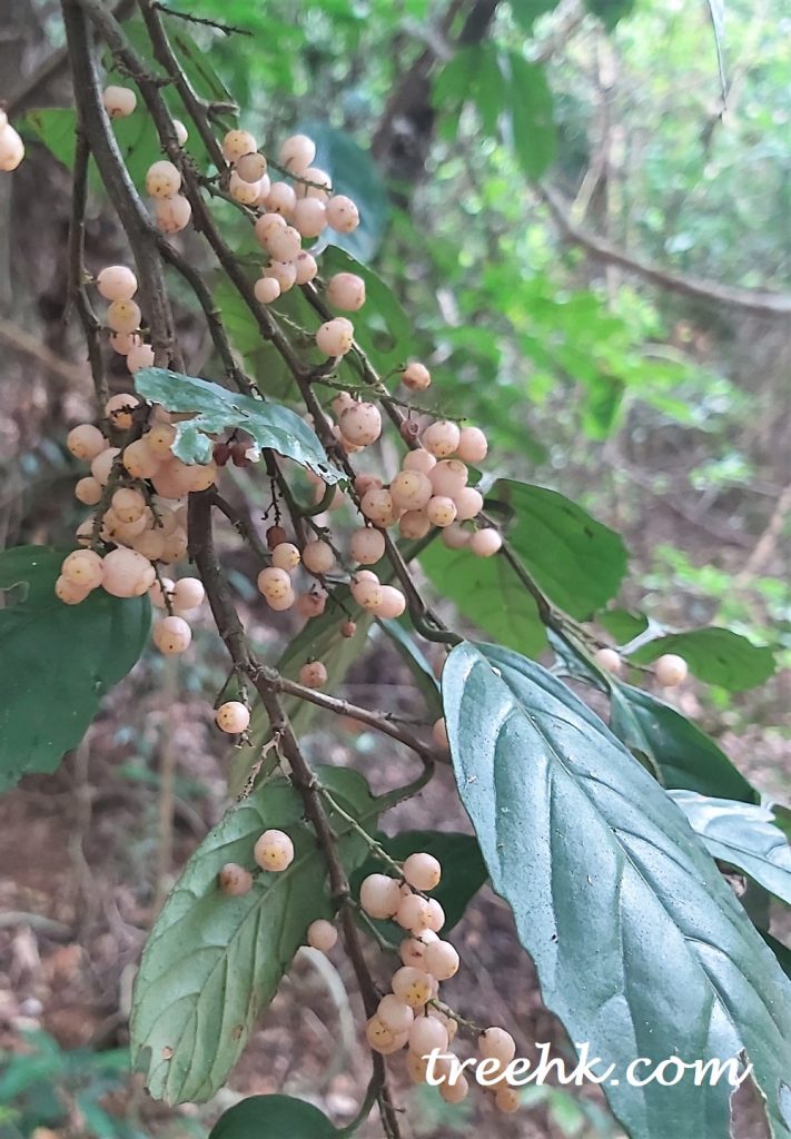 鯽魚膽結果米黃色, 形狀近乎透明 鯽魚膽結果米黃色, 形狀近乎透明