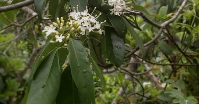 梭羅樹花