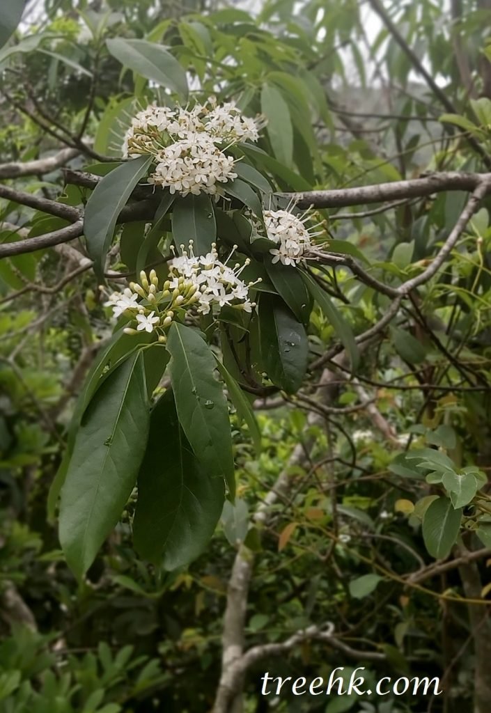 梭羅樹花