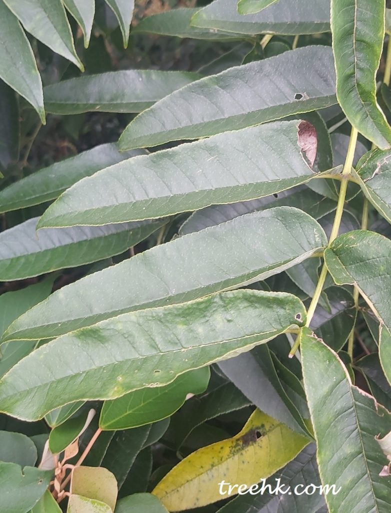 椿葉花椒葉邊緣有規則性細鋸齒 椿葉花椒葉邊緣有規則性細鋸齒